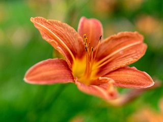 Fototapeta premium picture with a close-up of a beautiful flower, blurred background