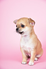 Fototapeta na wymiar Little cute chihuahua puppy on a pink background.