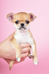 Little cute chihuahua puppy on a pink background.