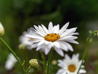 picture with a close-up of a beautiful flower, blurred background