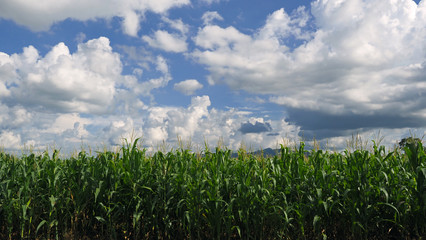Corn field with scattered of white clouds and blue sky. Wide aspect ratio of 16:9.