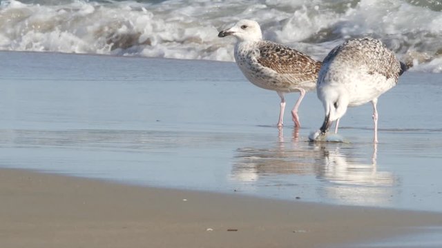 Seagull eats fish on the beach.  Hatteras Island - Tern OBX
