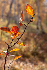 A branch with autumn leaves in the sun in backlight. Selective focus on the leaves, the background is blurred. Red, yellow and brown colors. Vertical.