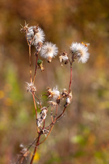 A plant similar to many dandelions on one stem with selective focus and a blurred background. Warm tone colors. Vertical.