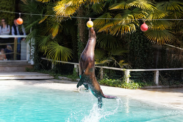 Spectacle d'otaries