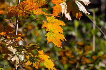Bunte Blätter im Herbst,  gelbes Herbstlaub an einem sonnigen Tag im Oktober
