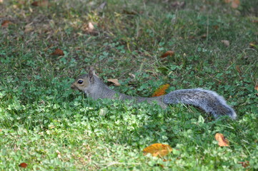 Squirrel 
