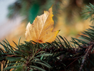 october autumn leaves in the city