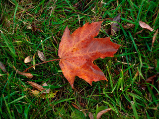 october autumn leaves in the city