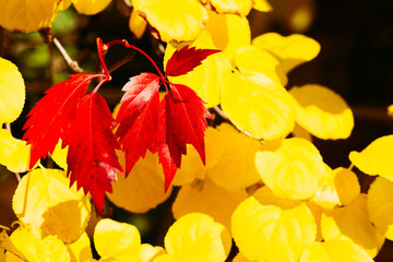 Fall colors. Colorful leaves on a sunny day