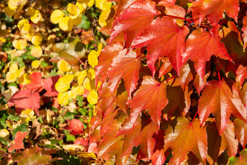 Fall colors. Colorful leaves on a sunny day