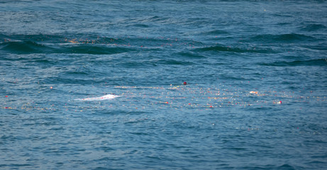 Fototapeta premium Floating ash and flower petal to the sea. It's belief of Thai culture to do after funeral.