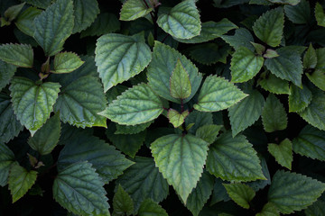 green leaves background