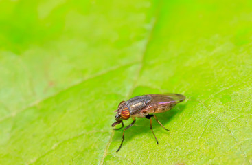 Stomorhina obsoleta