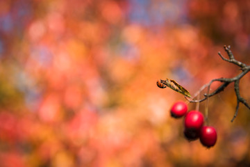 Red rosehips growing on a rose hip bush. Shallow depth of field. Blurred natural background. Space on left side
