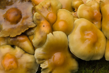 Sulphur Tuft fungi latin name Hypholoma fasciculare 