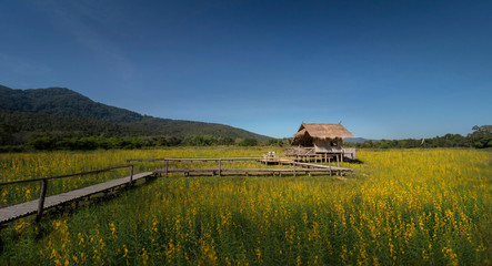 A small hut with Bamboo walkway in Yellow Crotalaria juncea flowers (Sunn hemp) field in sunny day with small hill and blue clear sky background. A peaceful place to take some rest in holiday.