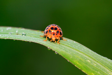 Epilachna vigintioctopunctata on plant