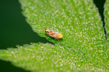 leafhopper on plant