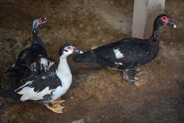 The ducks on the farm raise eggs to cook.