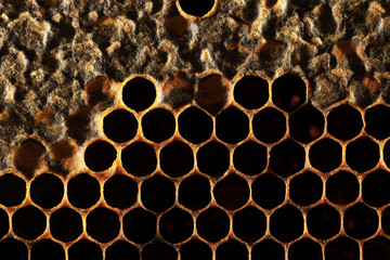 Honeycomb with honey and pollen. Sweet and natural honey inside the honeycomb. Background of...