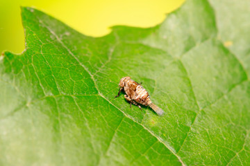tiny insects on plant