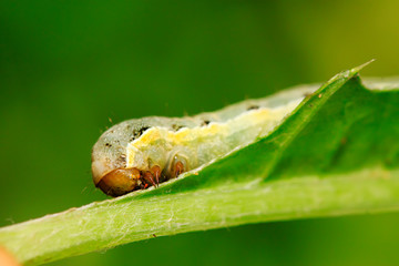 Lepidoptera insect larvae on plant