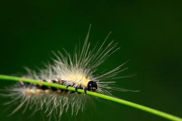 caterpillar on green leaf