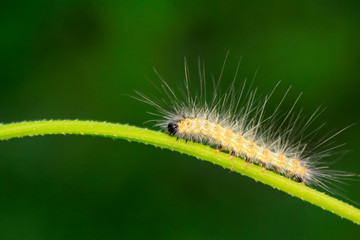 caterpillar on green leaf