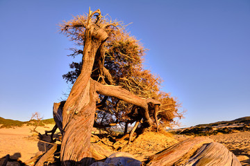 Juniperus in Dune di Piscinas, Sardinian Desert, Arbus, Italy