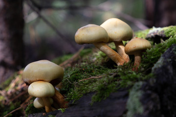 mushrooms in the forest