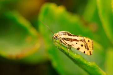 Obraz premium Moth insects on plant