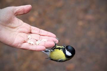 Bird tit closeup on human hand in autumn city Park. Bird care