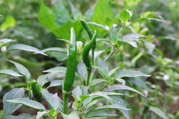 Thai green peppers on trees and green leaves