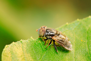 Eristalis arvorum on plant