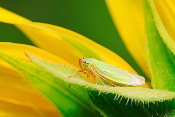 Cicadella viridis on plant