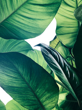 Fototapeta Abstrakcjonistyczny tropikalny zielony liścia wzór na białym tle, bujnym ulistnieniu gigantyczny złoty pothos lub diabła bluszcz (Epipremnum aureum) roślina zwrotnik.