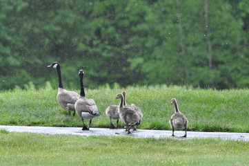Canadian Geese