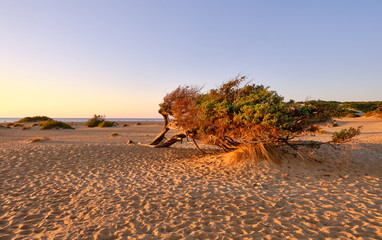 Juniperus in Dune di Piscinas, Sardinian Desert, Arbus, Italy