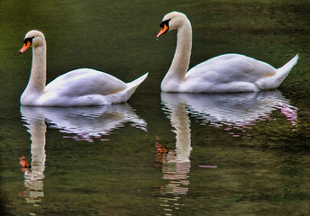 Cygnes sauvages sur la rivière d'Ain, France