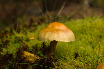 Sulphur Tuft fungi latin name Hypholoma fasciculare 