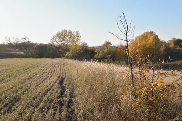 Fototapeta premium tree in the field