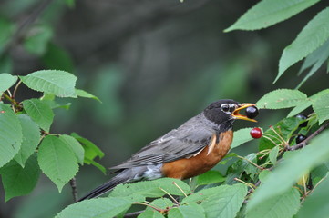 Robin with berry