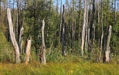 Fototapeta premium old trees in forest, Poland, meadow forest and old tree stumps