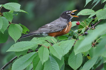Robin with berry