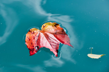 Buntes Herbst Blatt im Wasser treibend