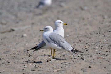 Ring-Billed Gull