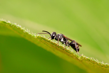 bees insects on plant