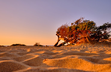 Juniperus in Dune di Piscinas, Sardinian Desert, Arbus, Italy