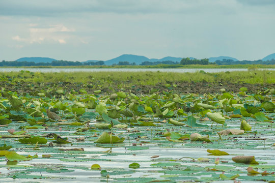 Unidentified fisherman fishing at Bueng Boraphet Swamp in Nakhon Sawan, Thailand
